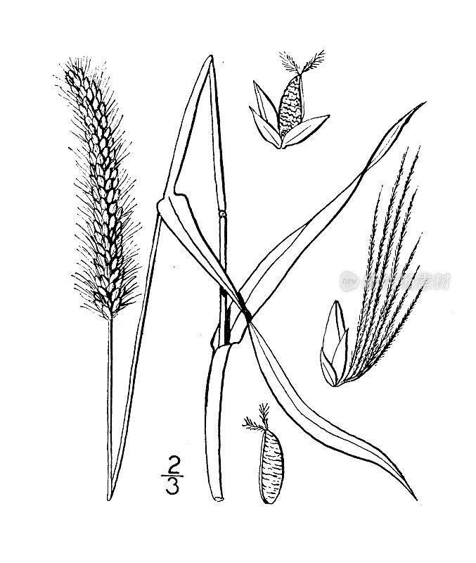 古植物学植物插图:Ixophorus glaucus，黄狐尾